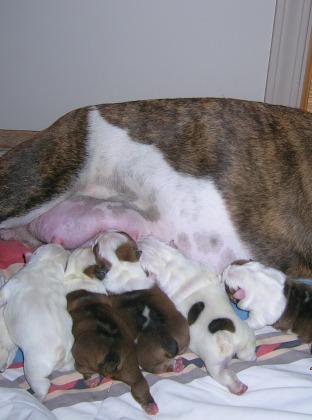 Bulldog Litter